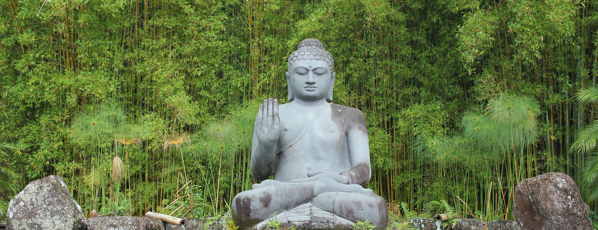 Holistic treatment — unique, holistic modalities