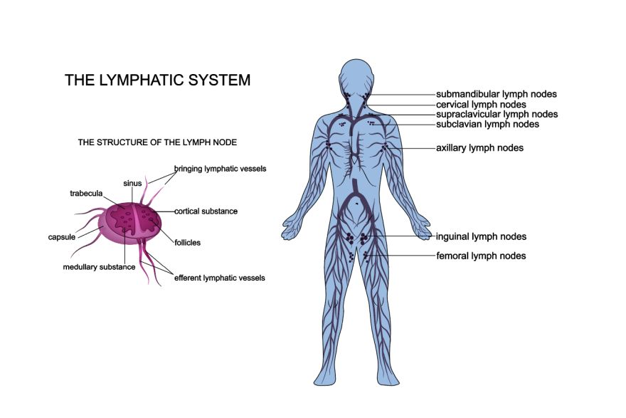 The Lymphatic System